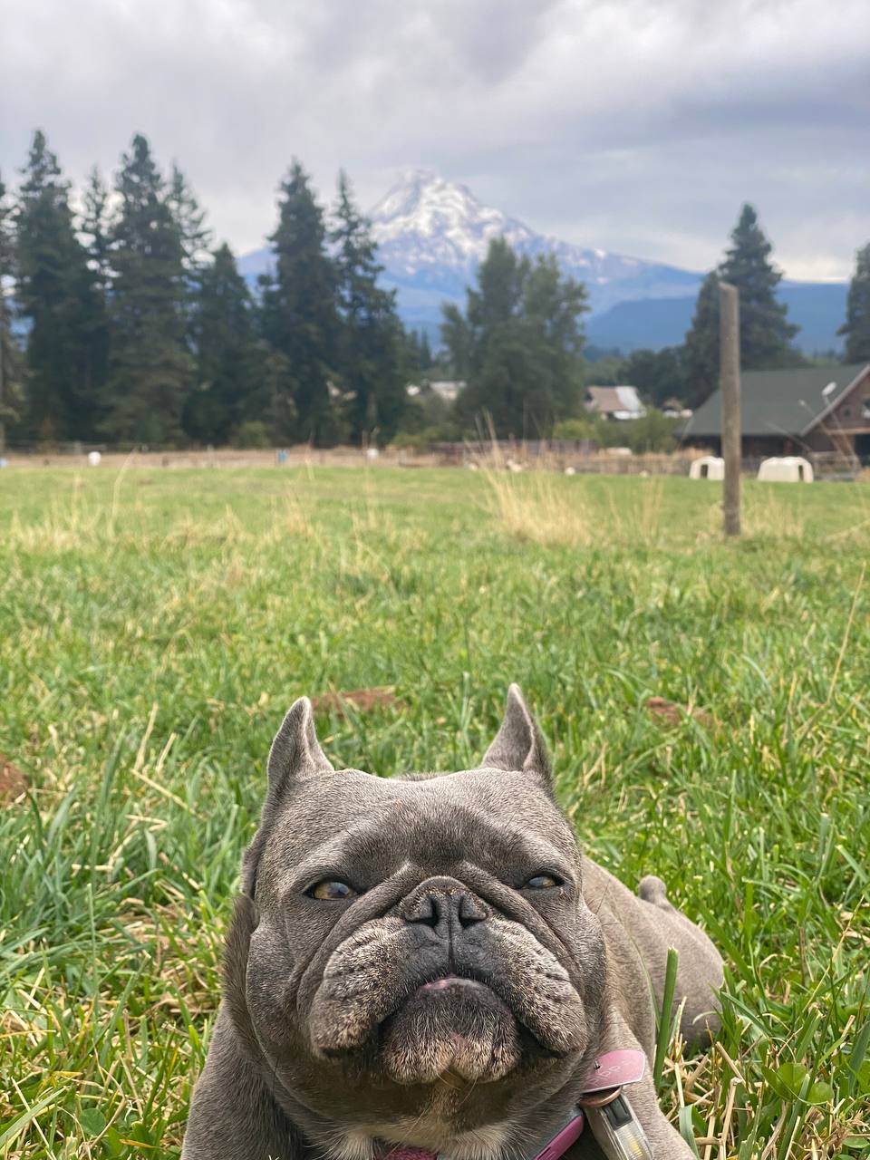 Pippa keeping watch — always ready