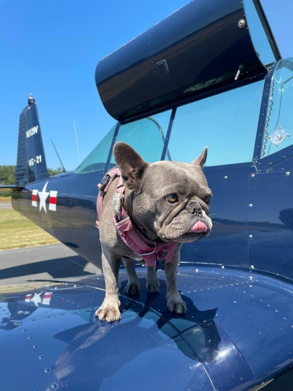 Pippa standing on an airplane wing — ready for anything