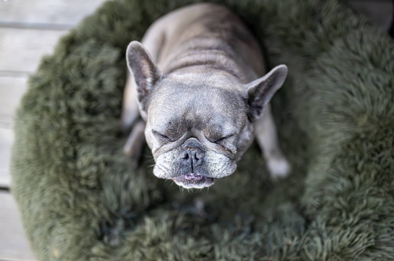 Pippa resting — she does the work so you don't have to